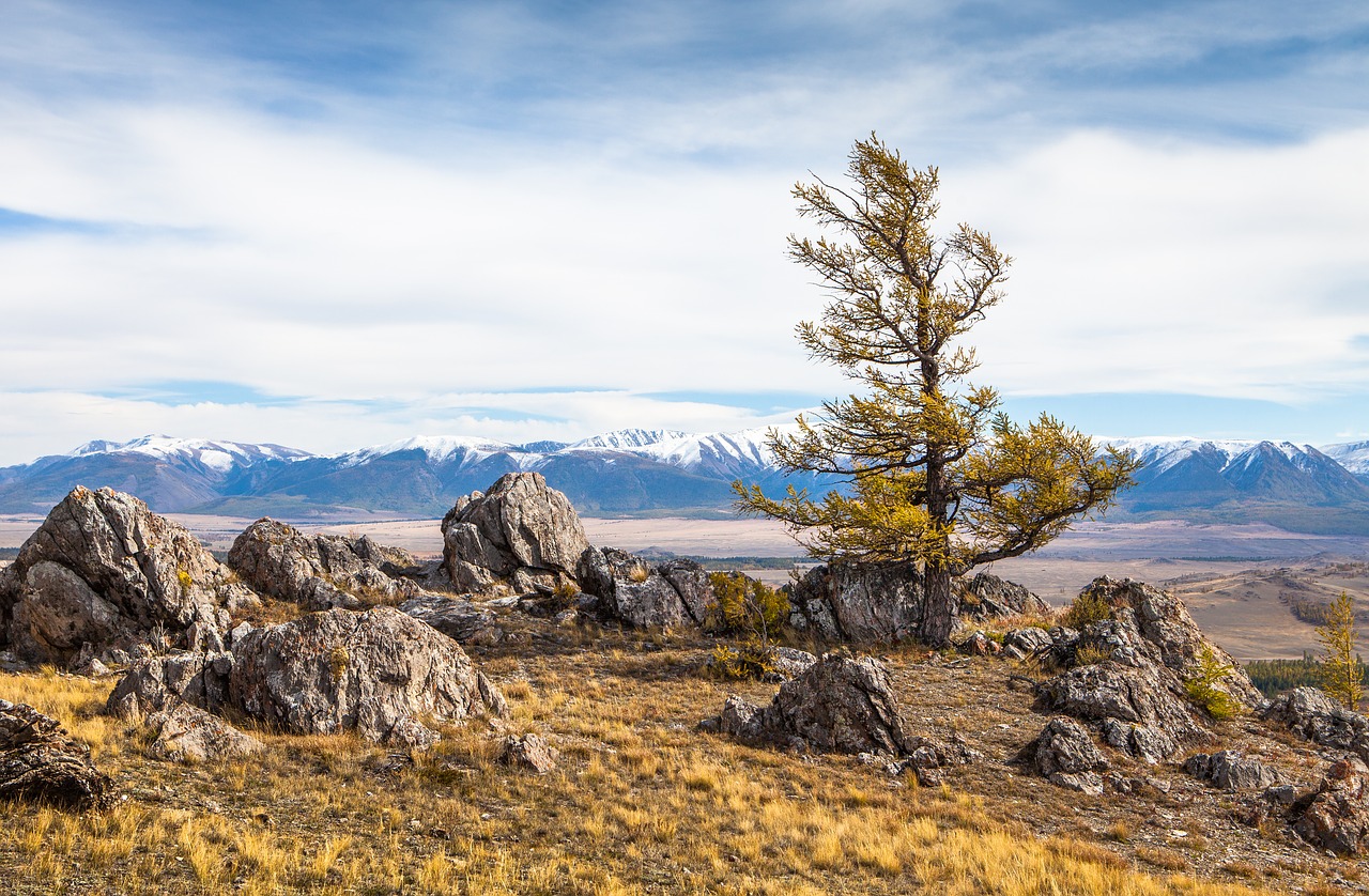 altai  tree  mountains free photo