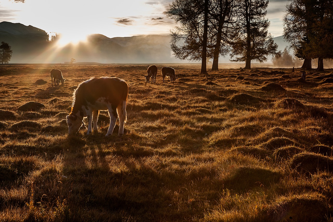 altai  cow  contrived free photo