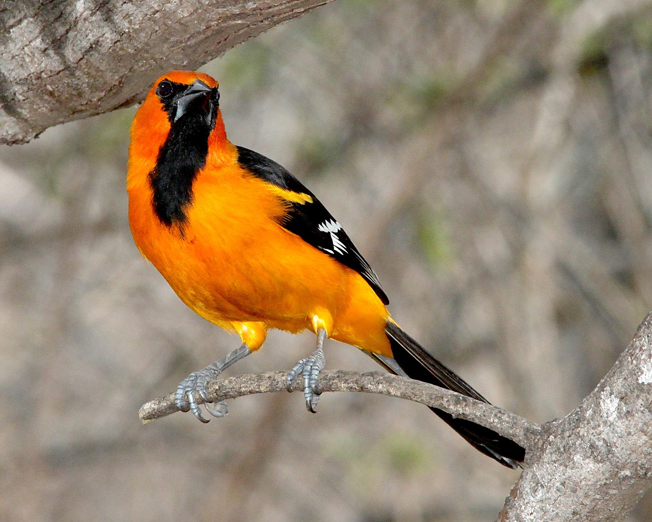 altamira oriole bird perched free photo