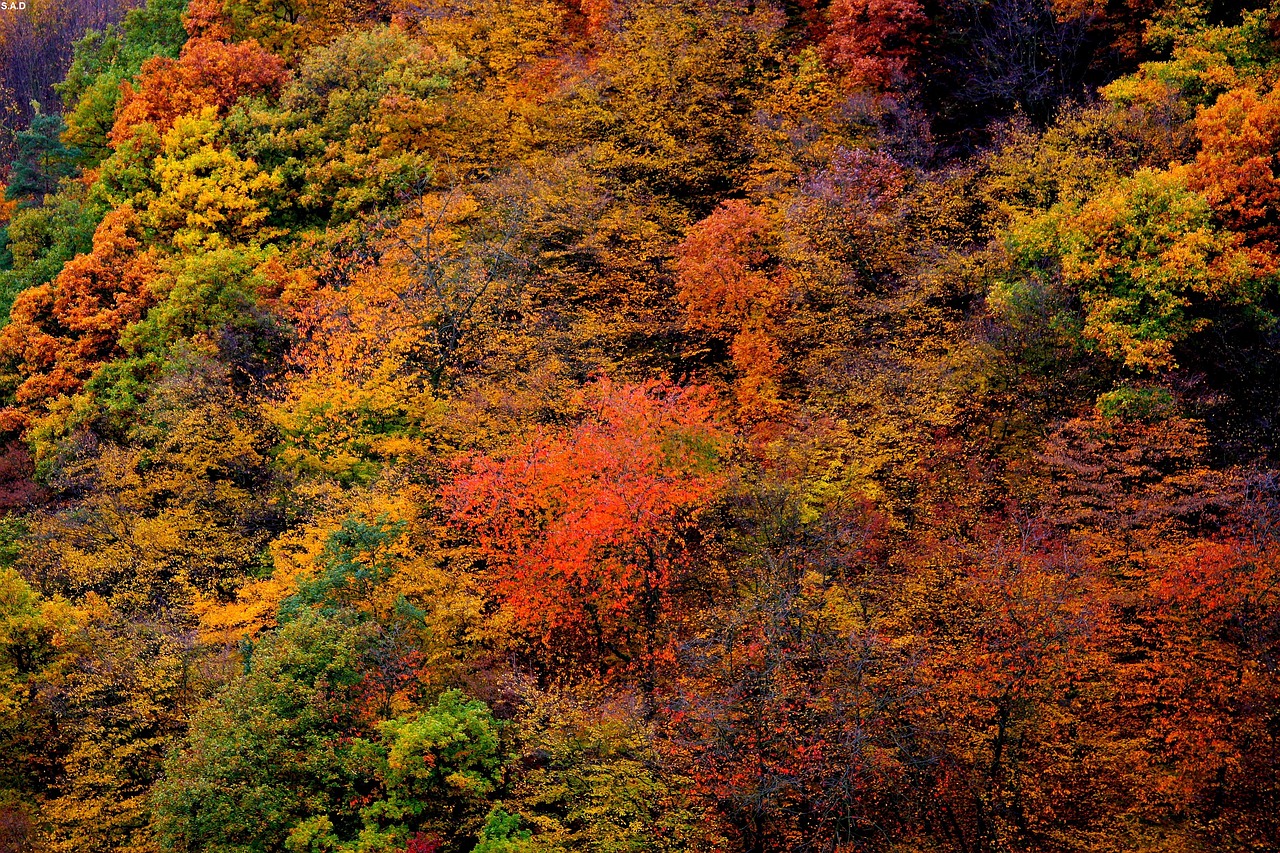 altenahr autumn trees free photo