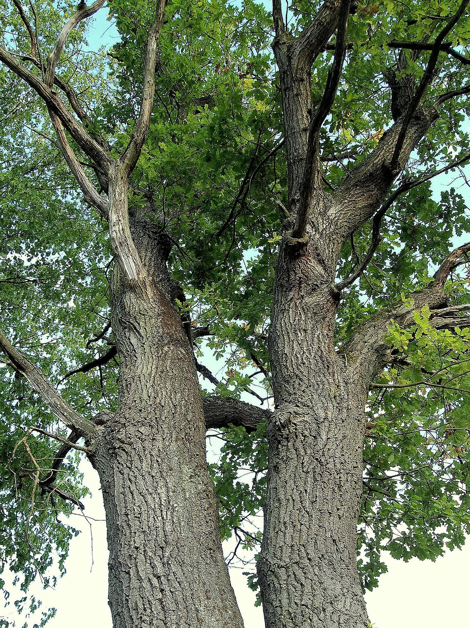 altenbrak double oak quercus free photo