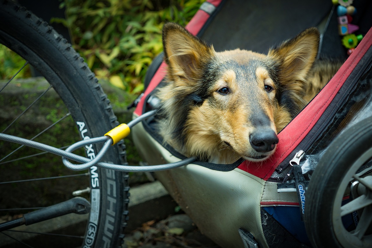 alternative transportation bicycle trailer dog free photo