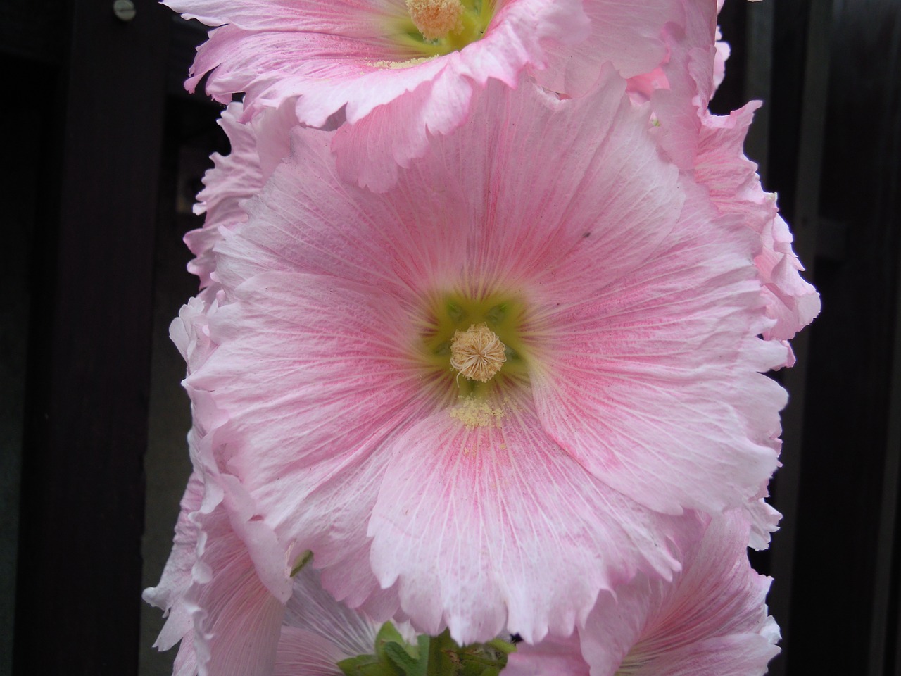 althaea hollyhock koshiro free photo