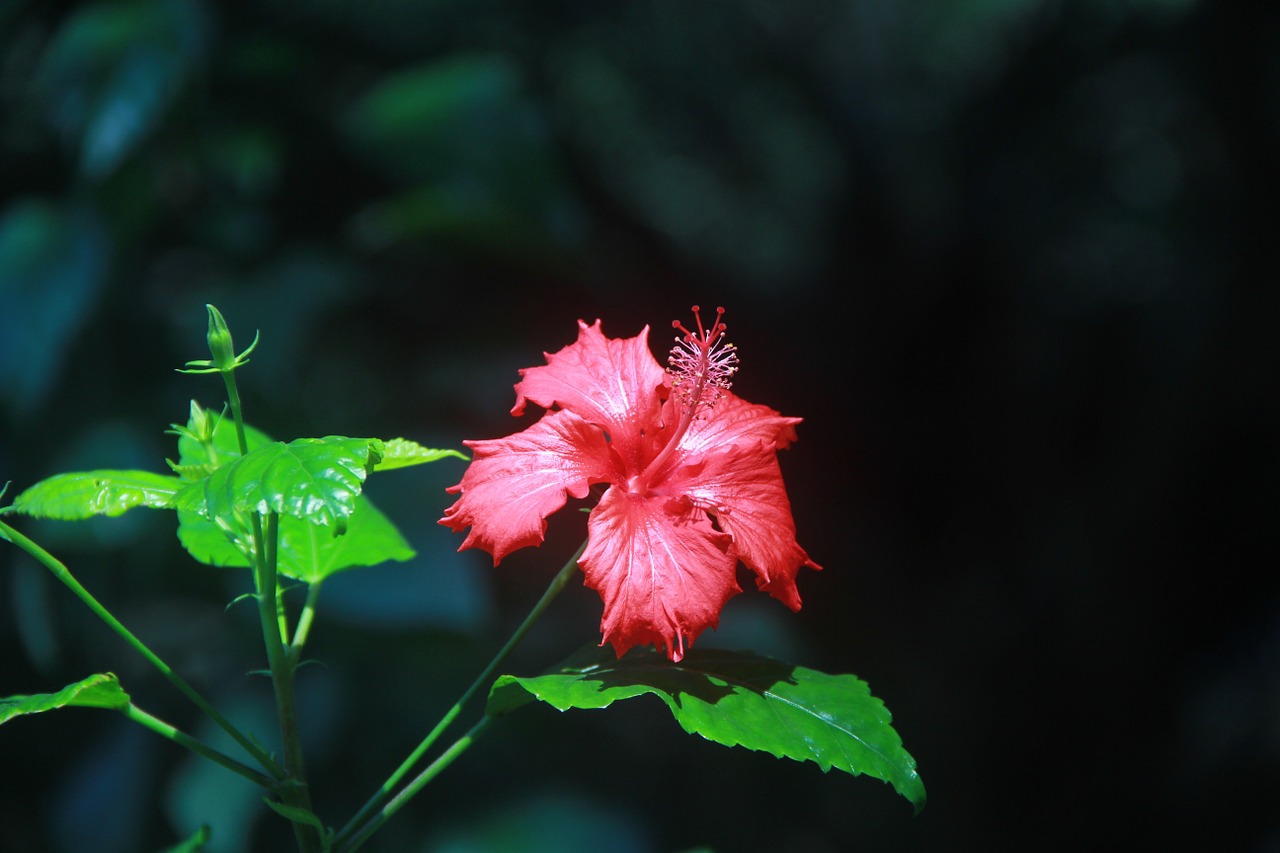 althea red summer free photo