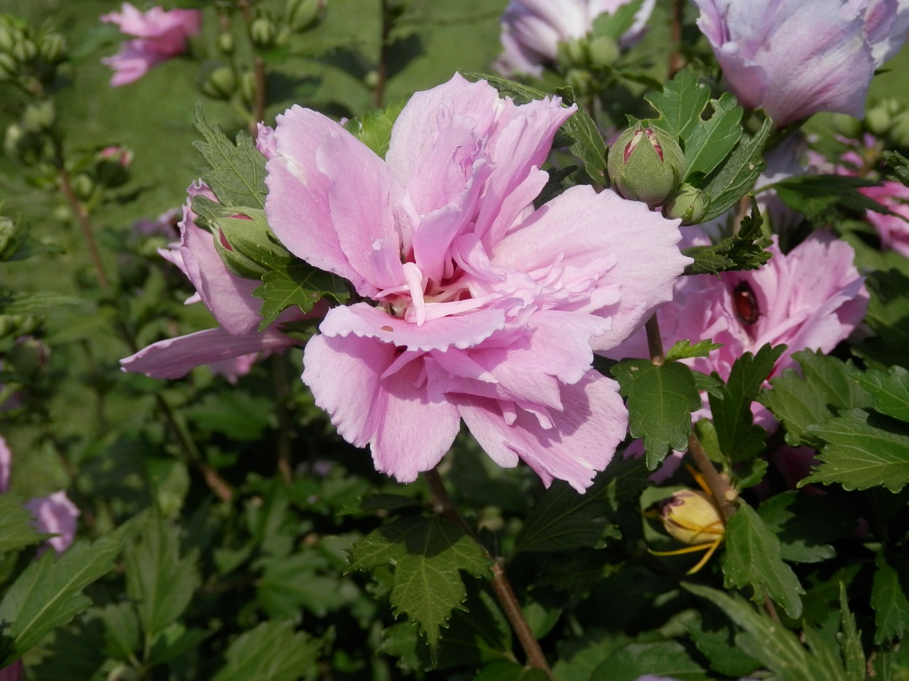 althea rose of sharon flower free photo