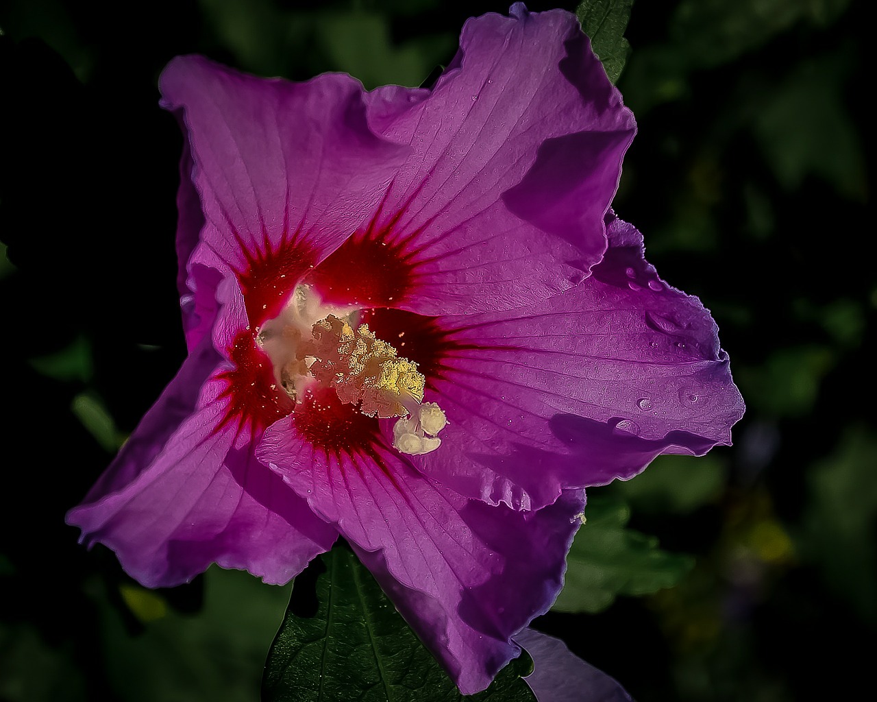 althea flower rose of sharon free photo