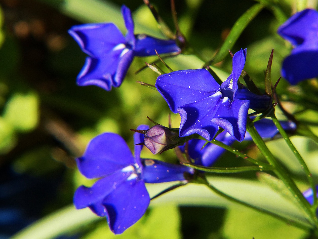 although blue lobelia plant free photo