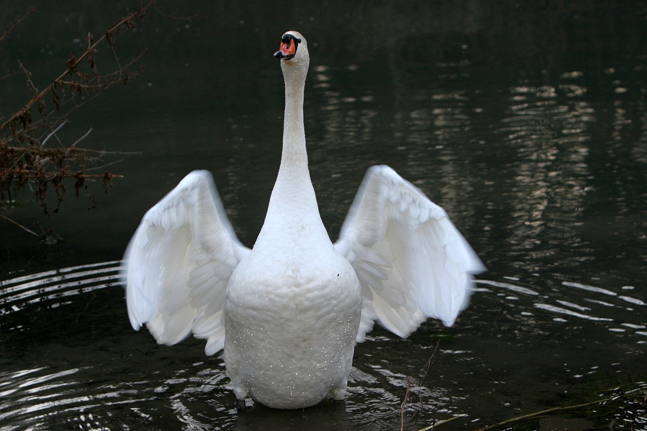 altmühl swan plumage free photo