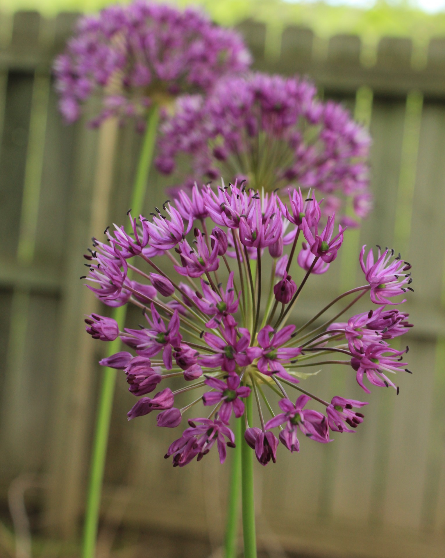 flowers alum purple free photo