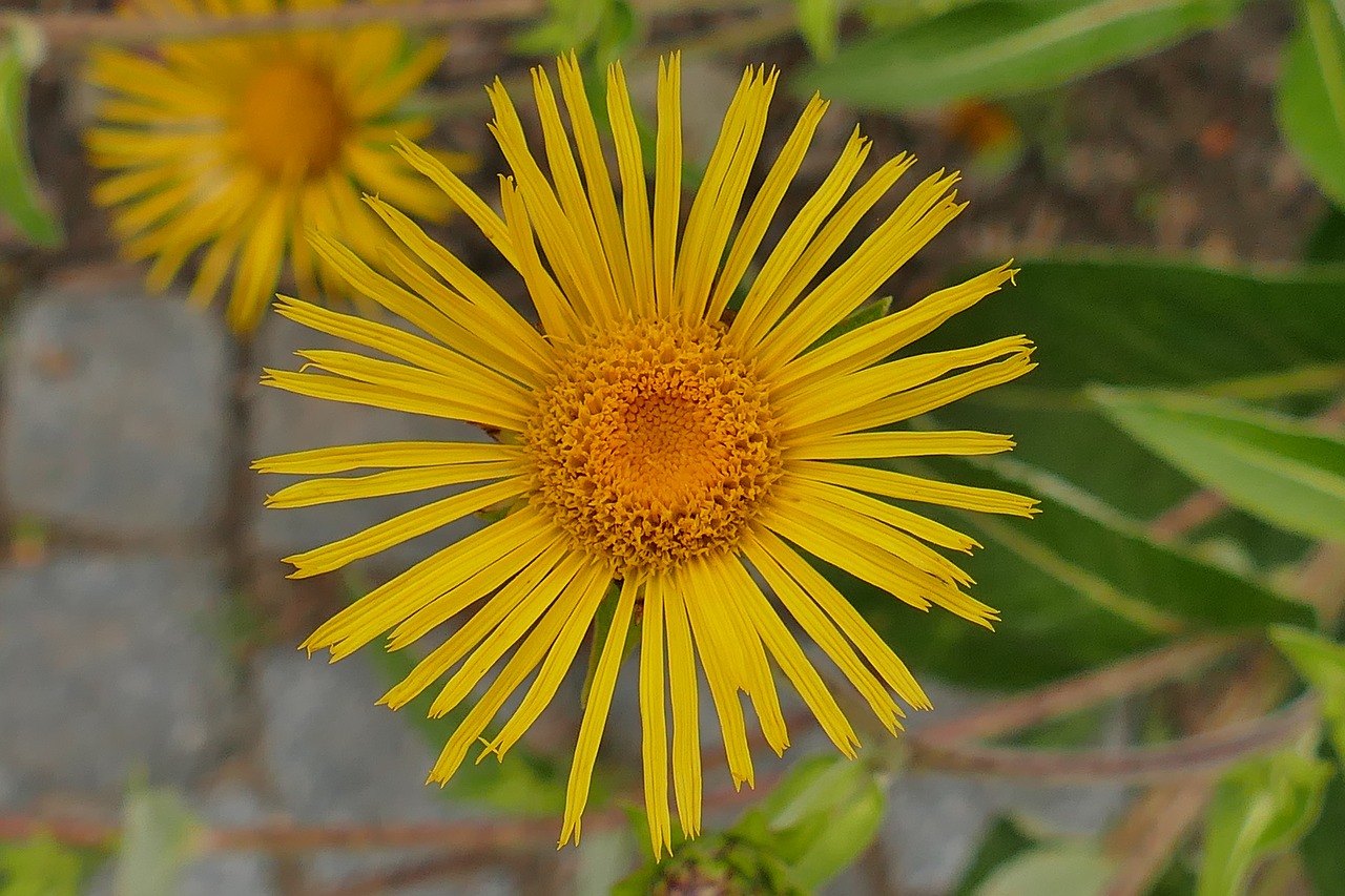 alums flower close free photo