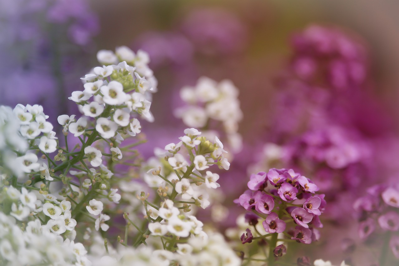 alyssum  flower  pink free photo