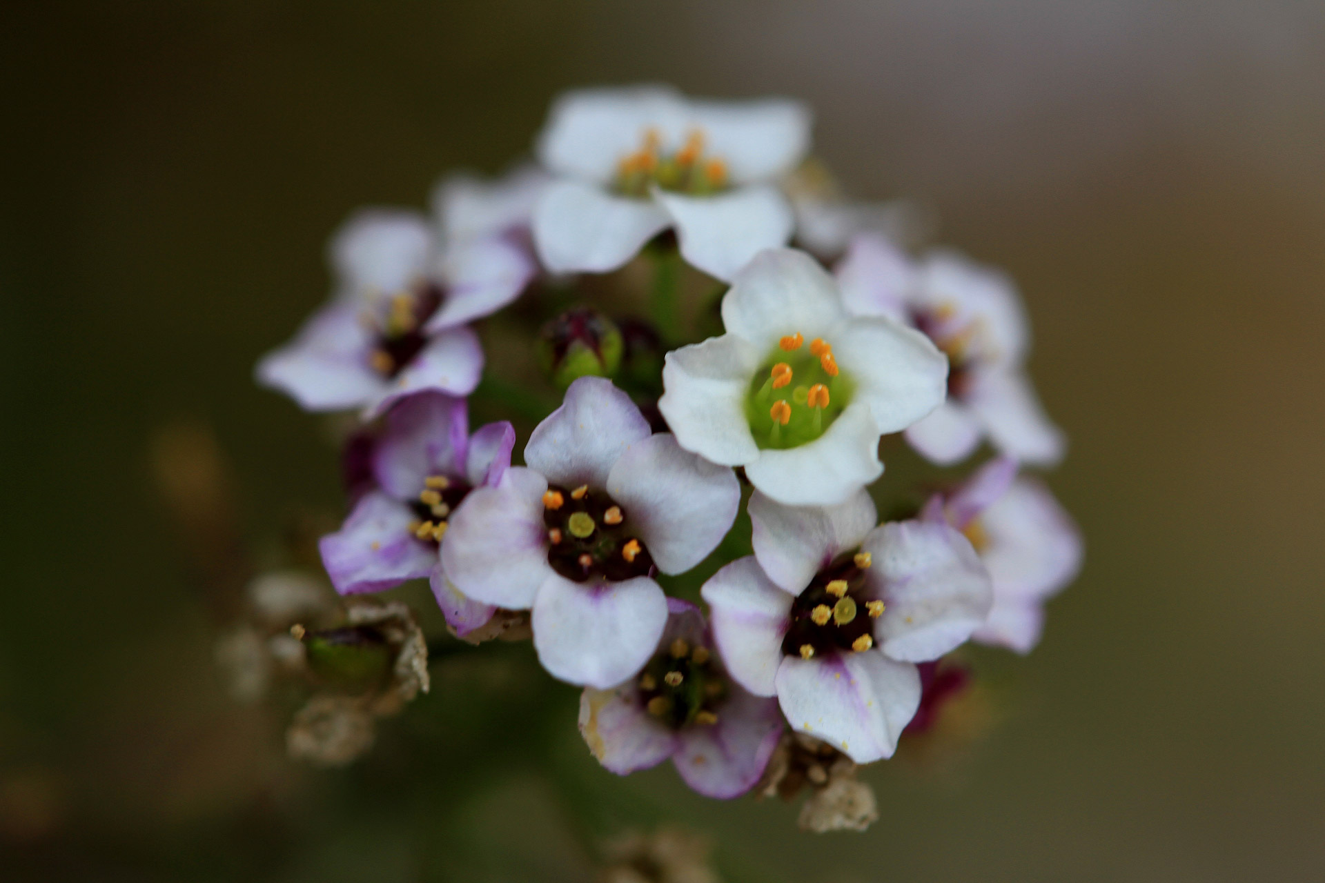 lobularia maritima sweet alyssum alyssum flower free photo