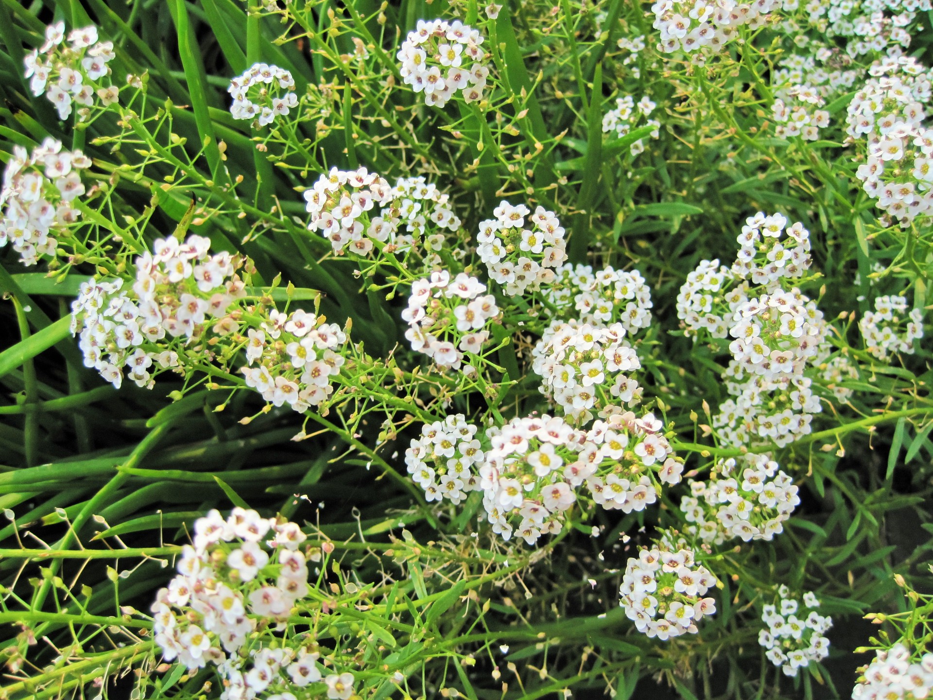 flowers white small free photo