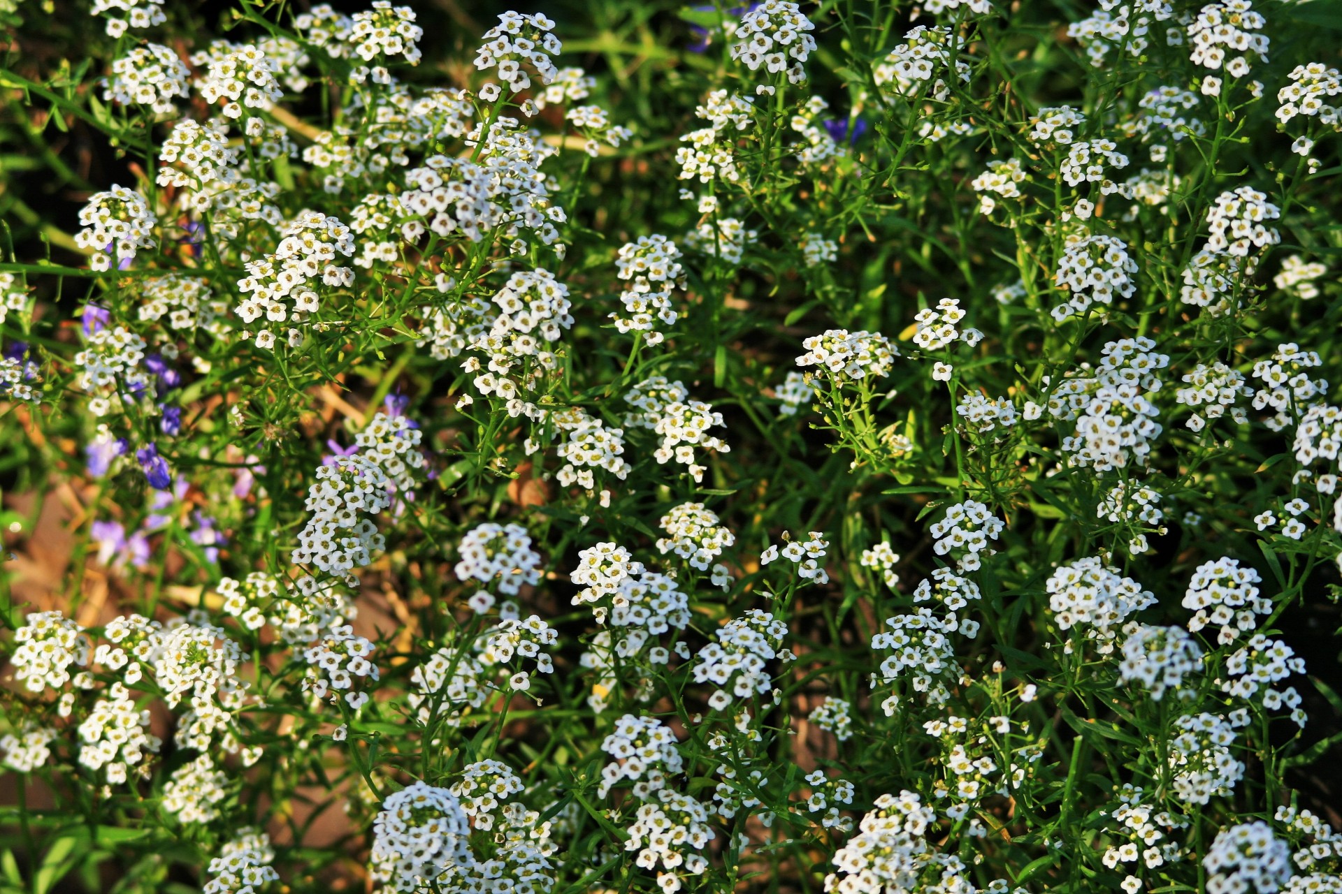 flowers alyssum honey free photo