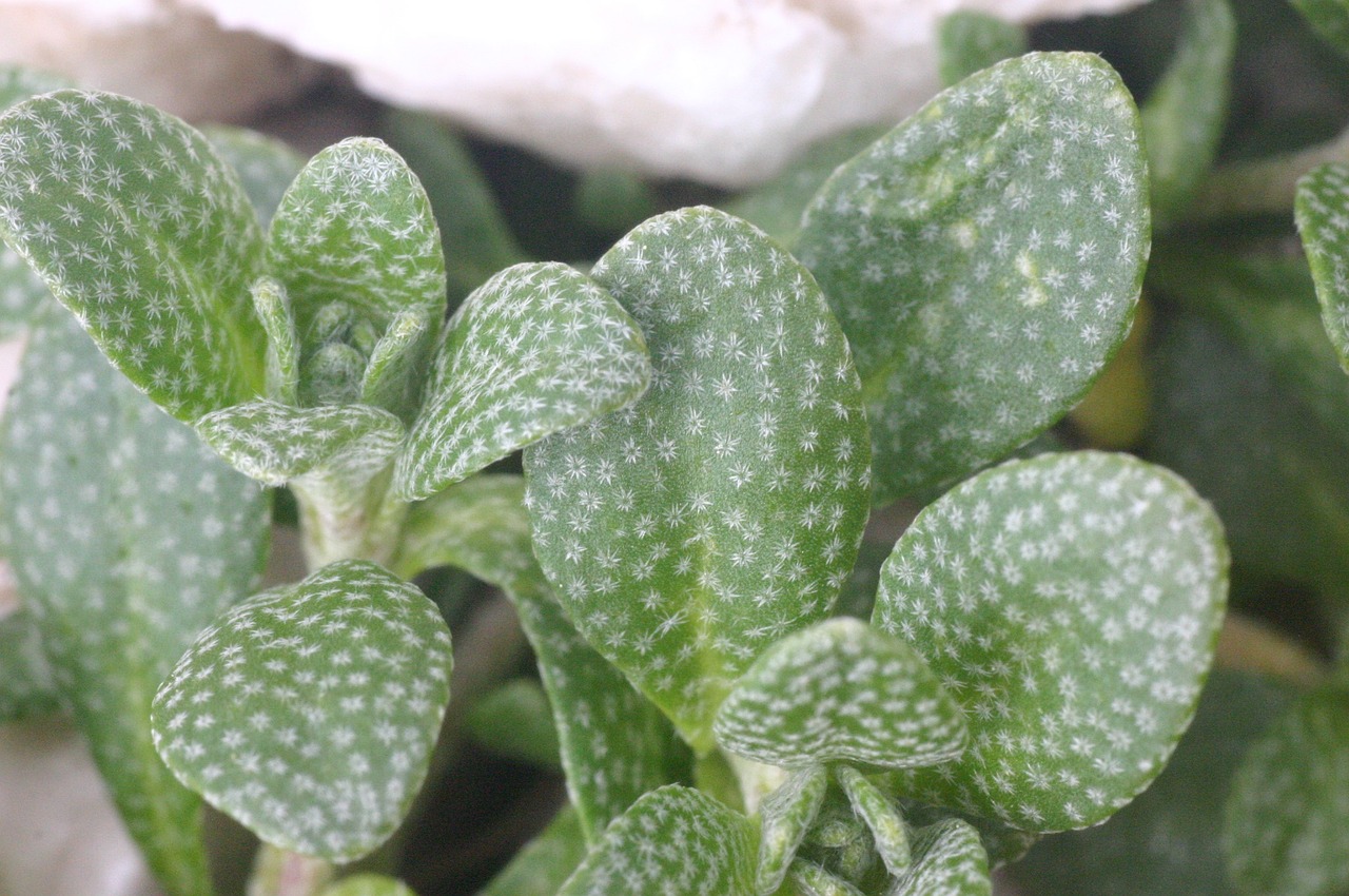 alyssum ovirense plant flora free photo