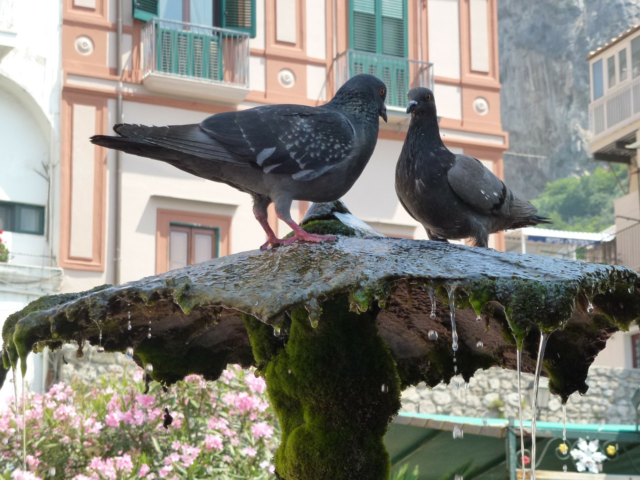 amalfi thirsty register your pigeons free photo