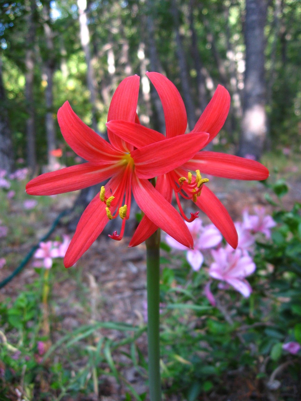 red añañuca rhodophiala phycelloides mountain flower free photo