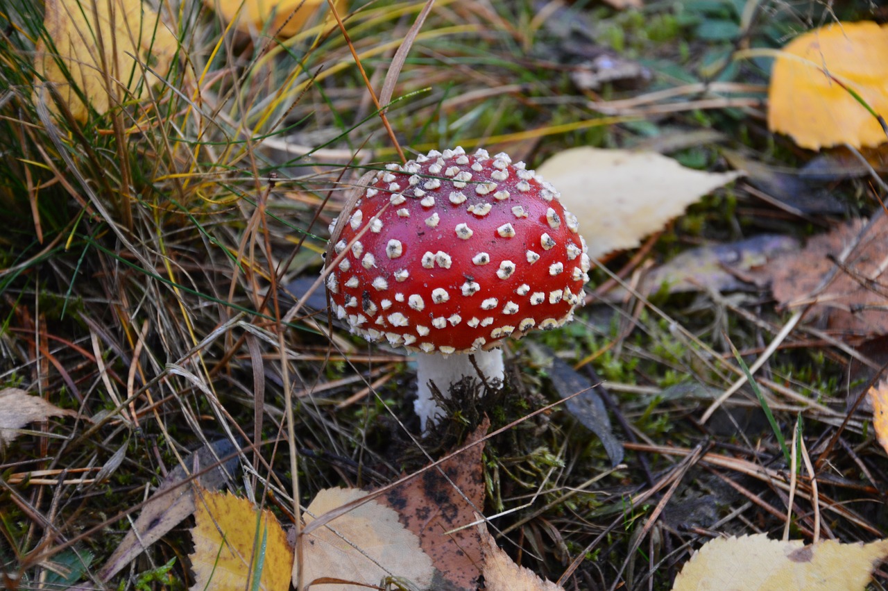 amanita mushroom autumn free photo