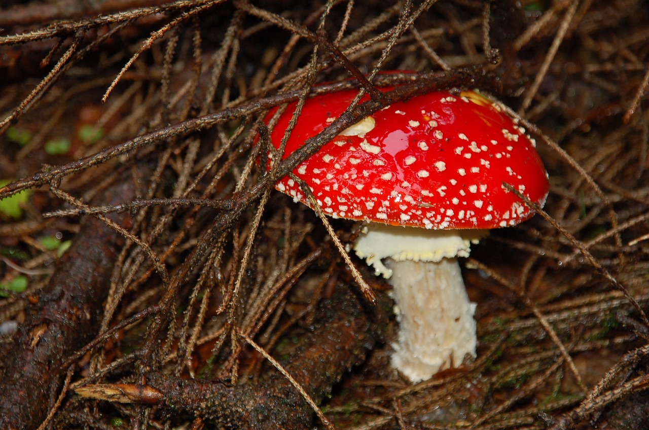 amanita mushroom forest free photo