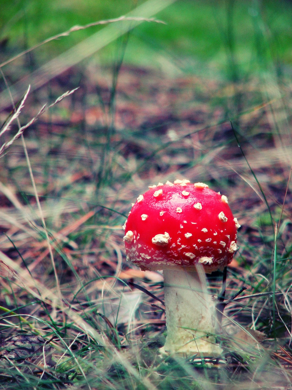amanita mushroom poisonous mushrooms free photo