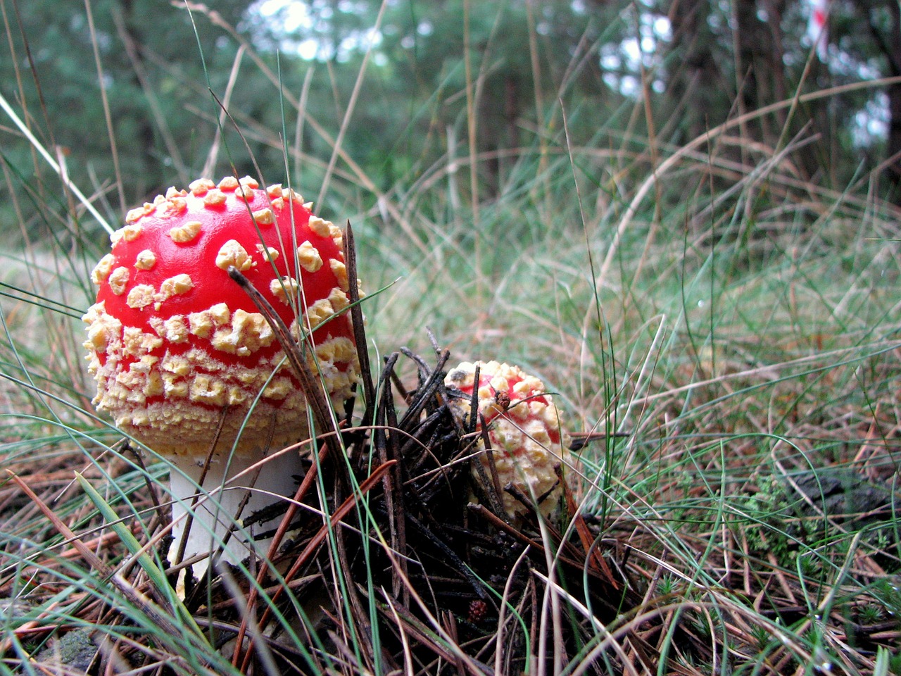 amanita mushroom poisonous mushrooms free photo