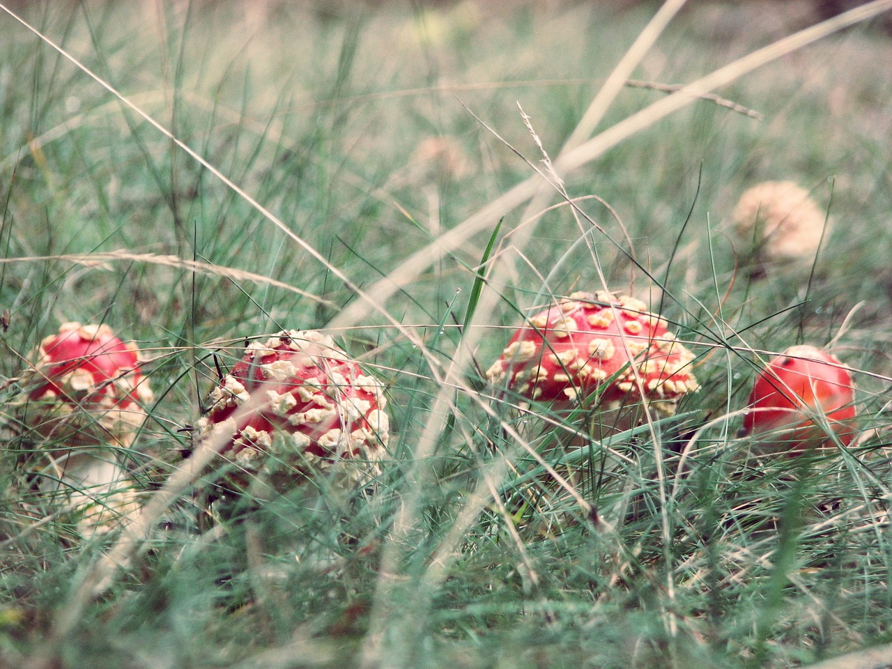 amanita mushroom grass free photo