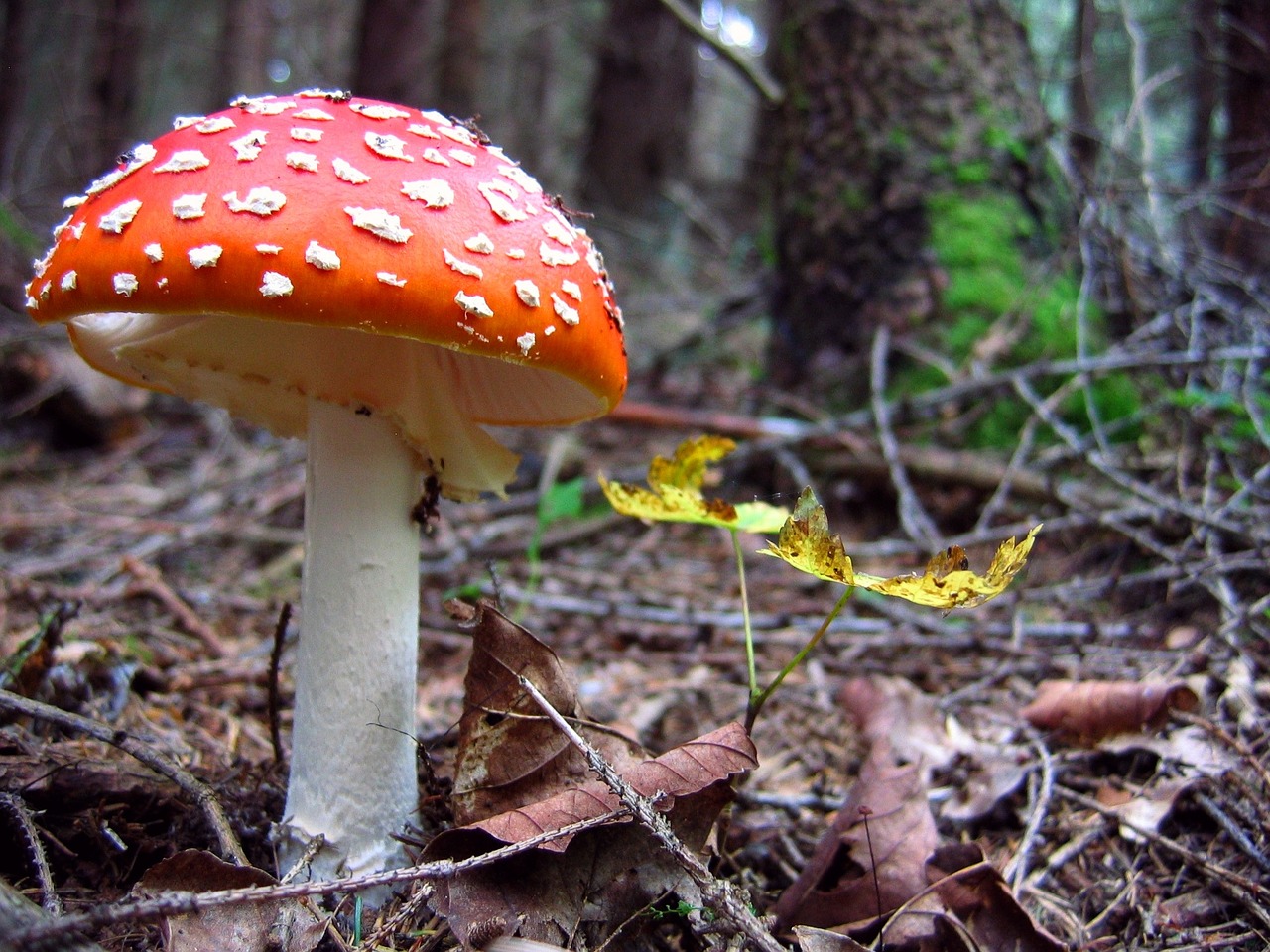 amanita mushroom forest free photo