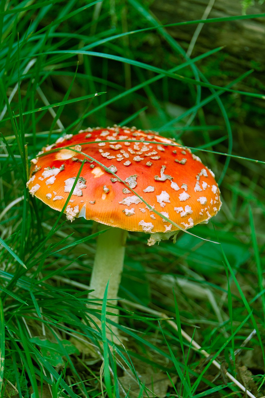 amanita mushroom forest free photo