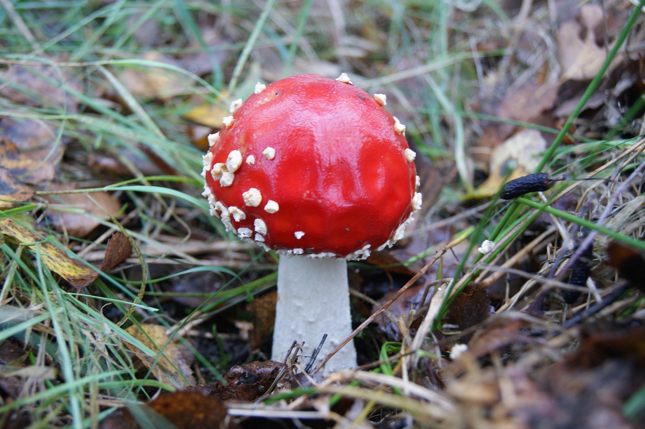 autumn mushrooms red free photo