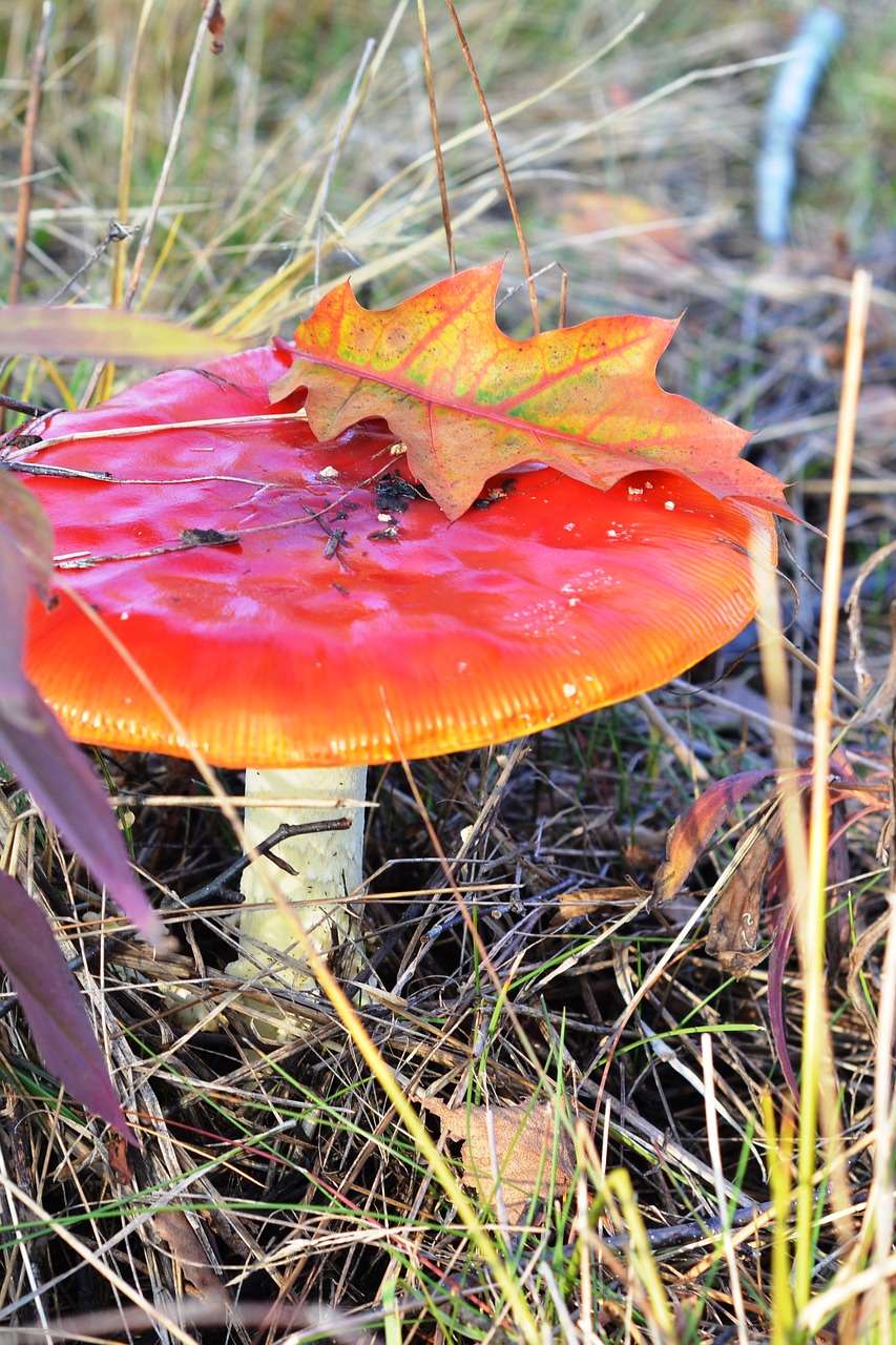 amanita red mushroom free photo