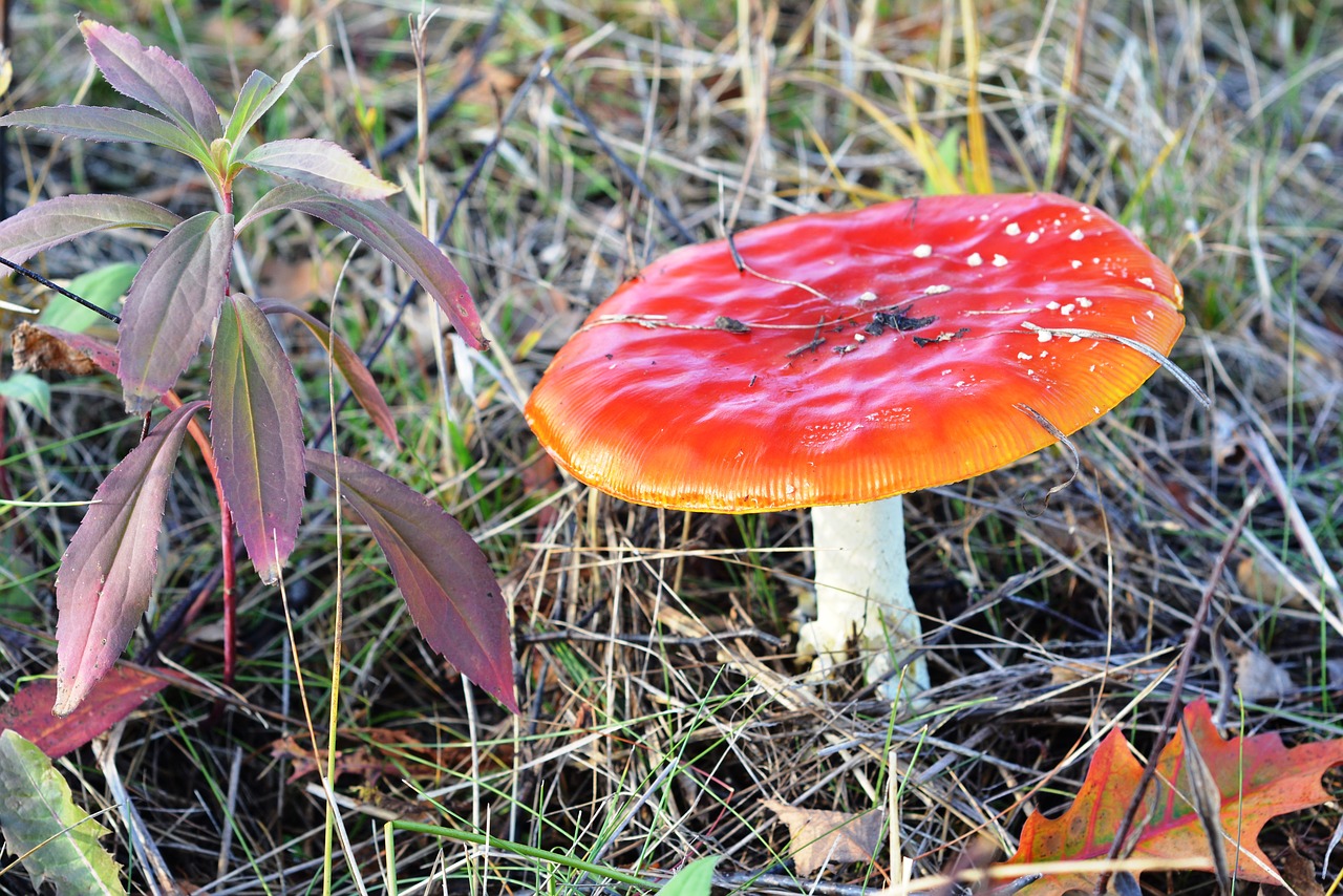 amanita red mushroom free photo