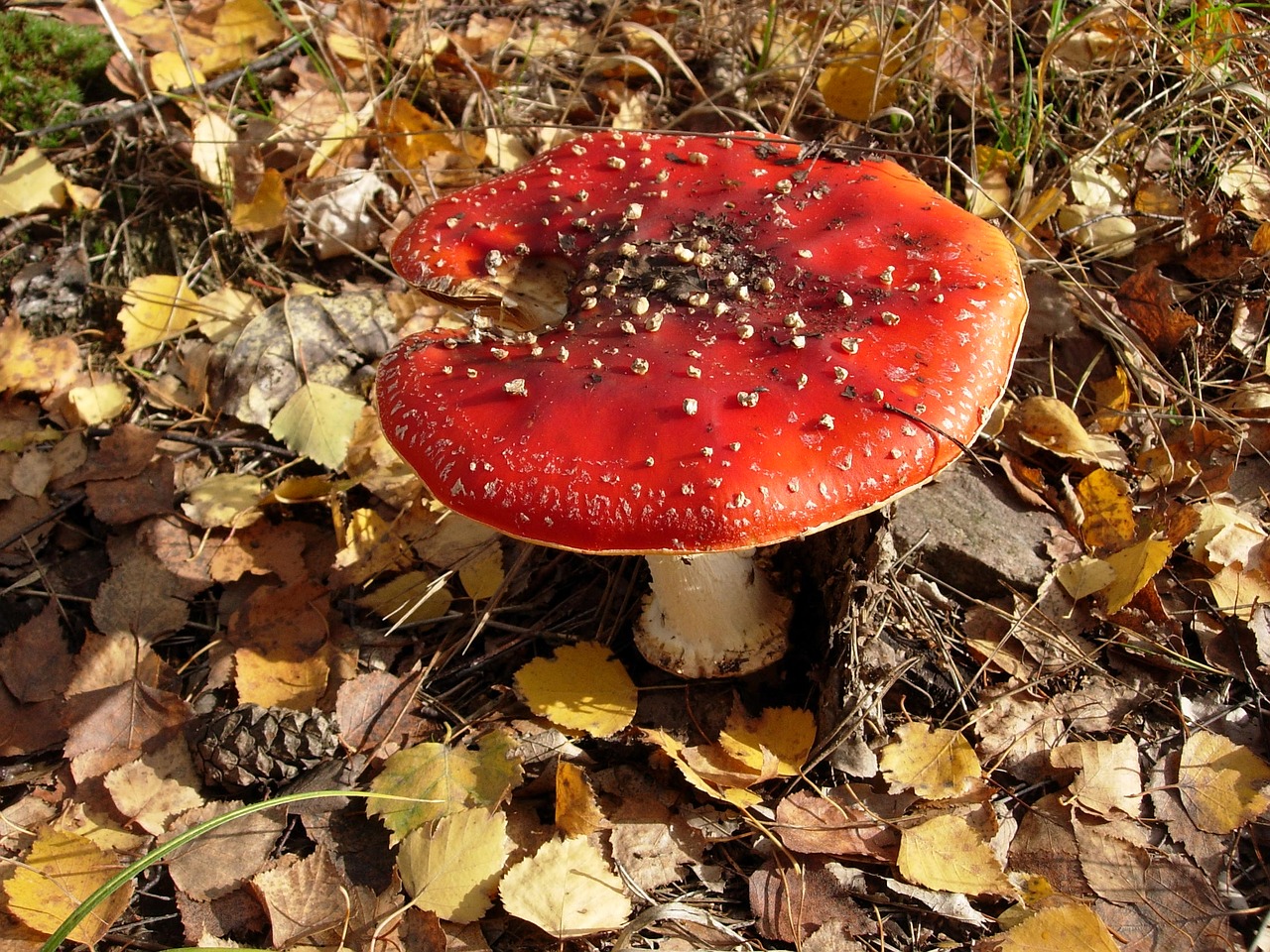 amanita mushroom poisonous mushrooms free photo