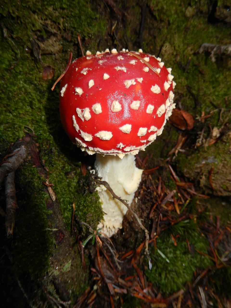 amanita red amanita mushroom nature free photo