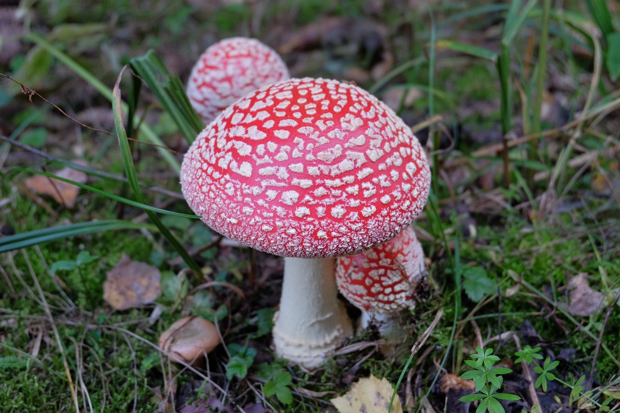amanita mushrooms forest free photo