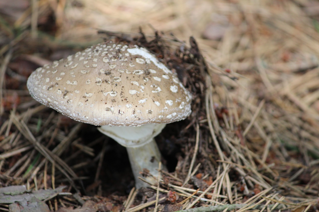 amanita mushroom dots free photo