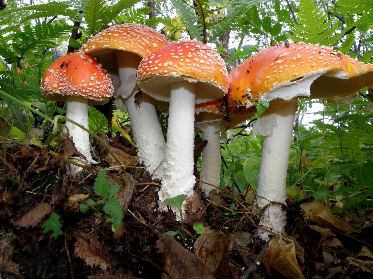 amanita mushrooms family free photo