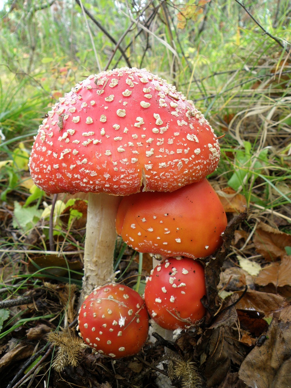 Amanita,mushrooms,family,poisonous mushrooms,mycelium - free image from ...