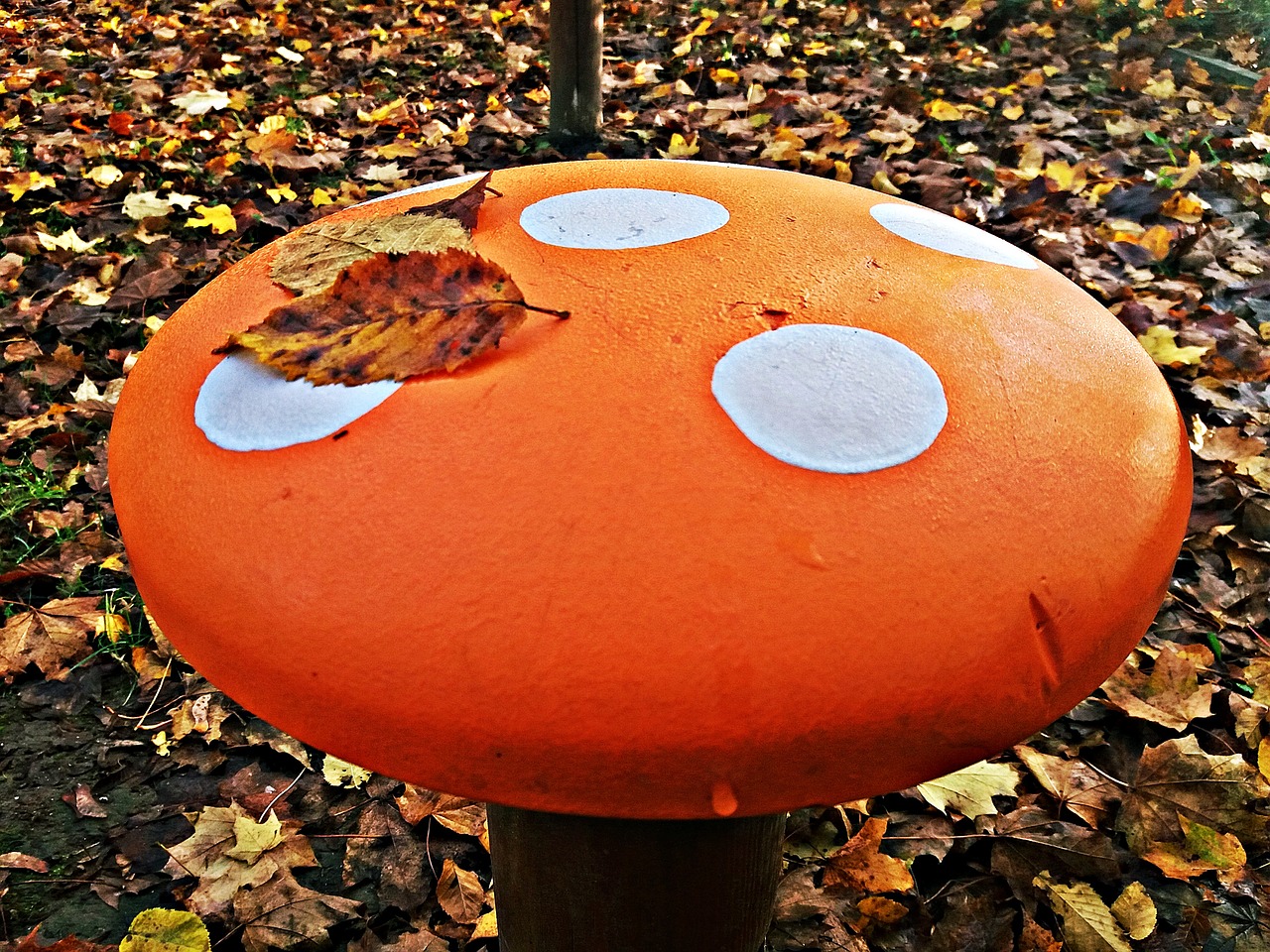 amanita autumn mushroom free photo