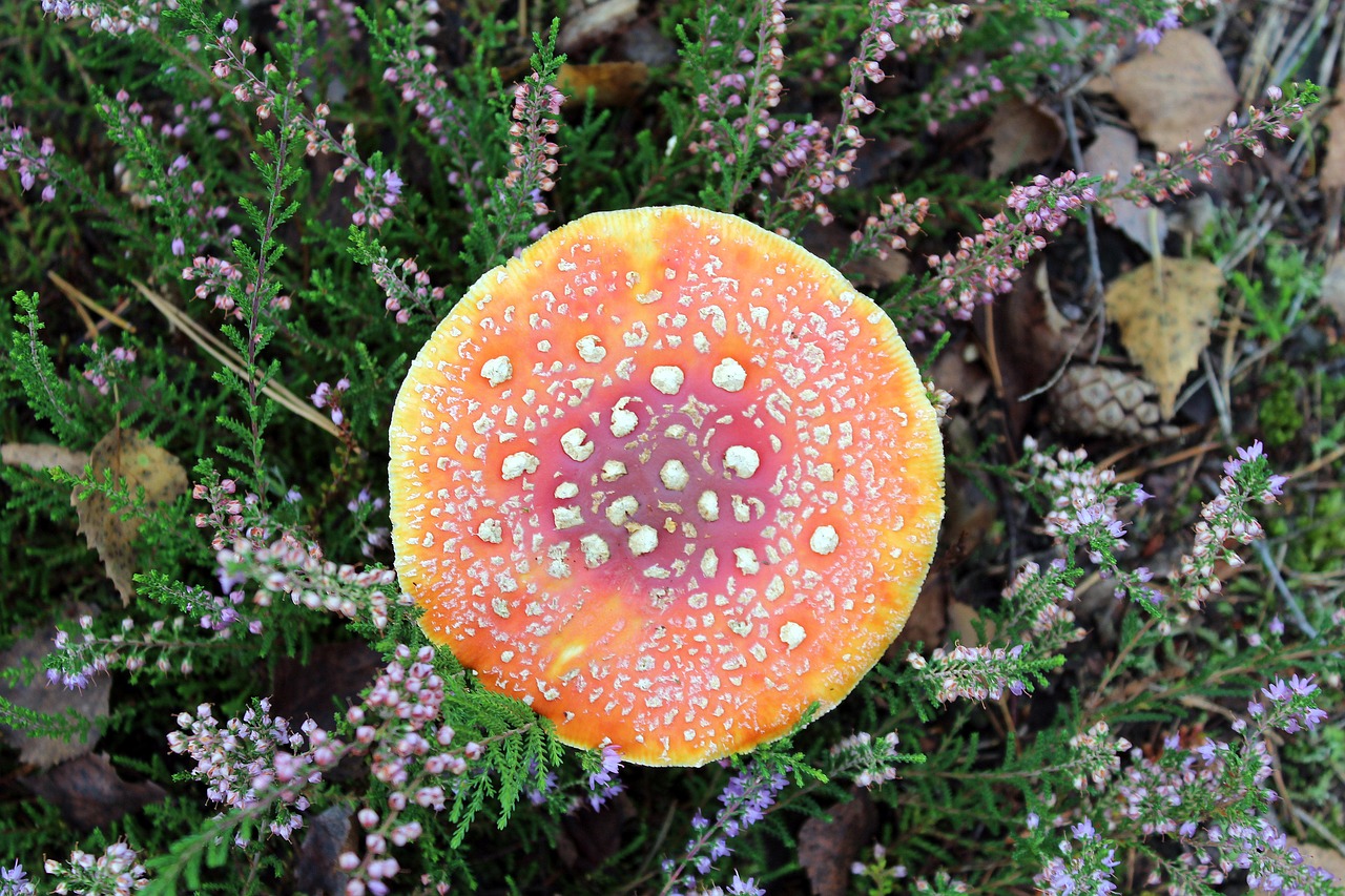 amanita forest mushroom free photo