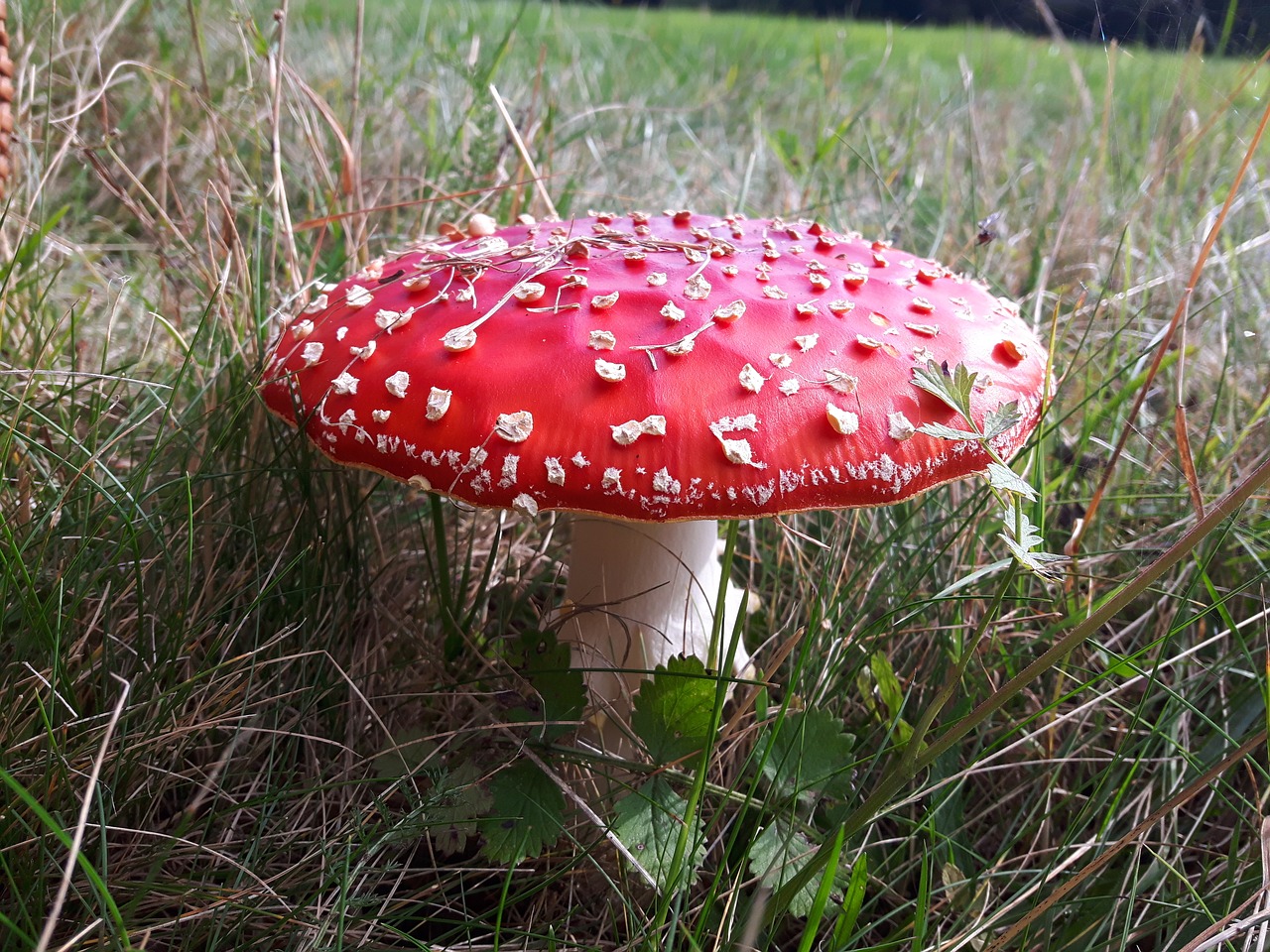 amanita mushroom poisonous free photo