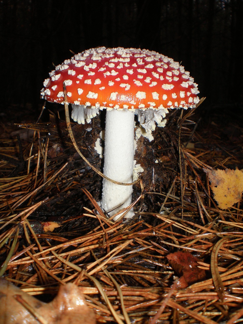 amanita mushrooms poisonous mushrooms free photo