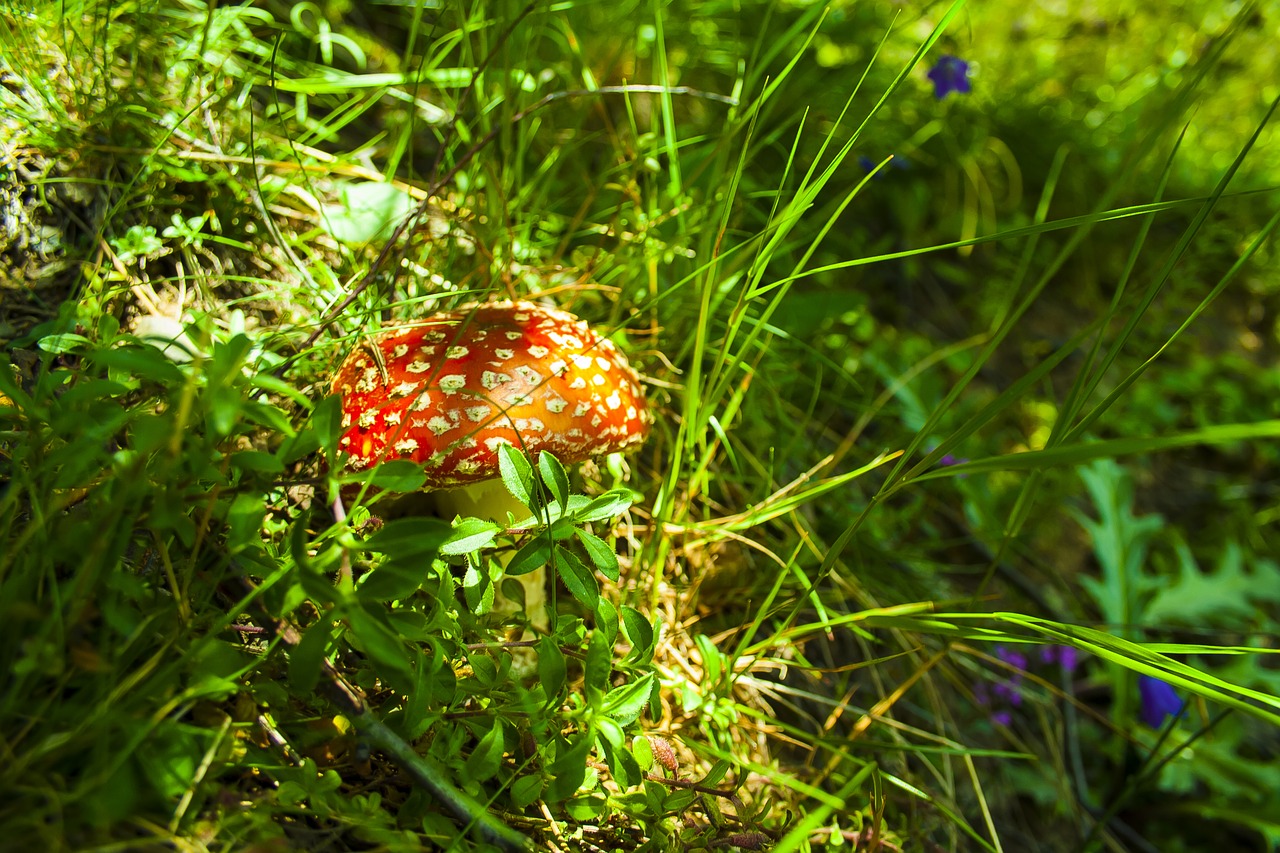 amanita  nature  green free photo