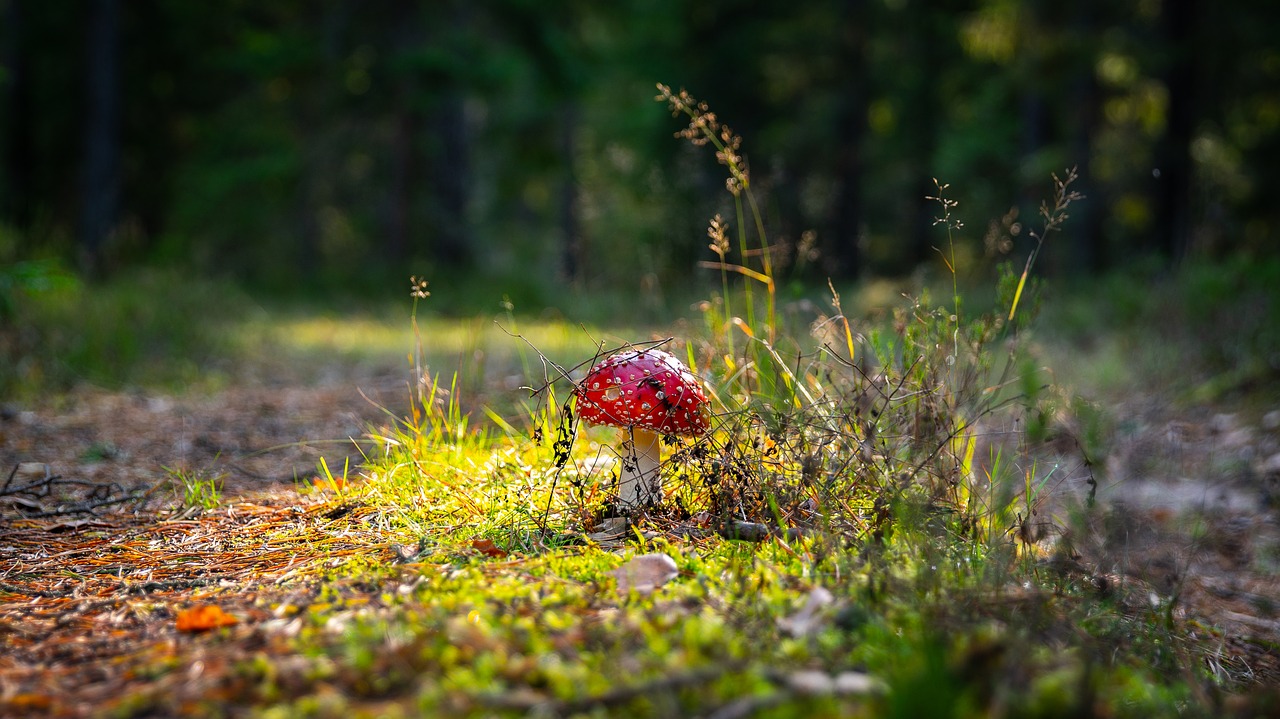 amanita  spotted  red free photo