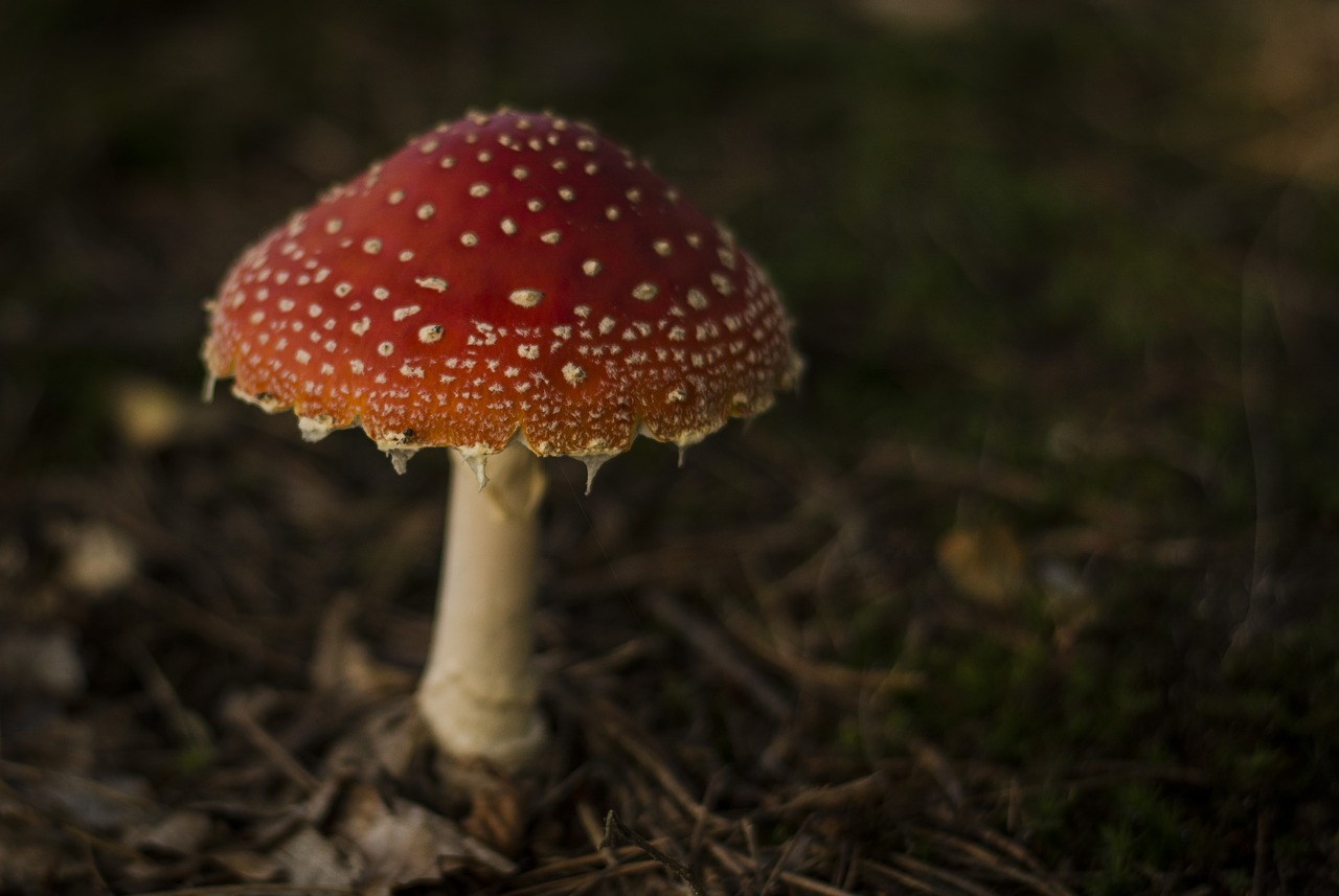 amanita  mushroom  forest free photo