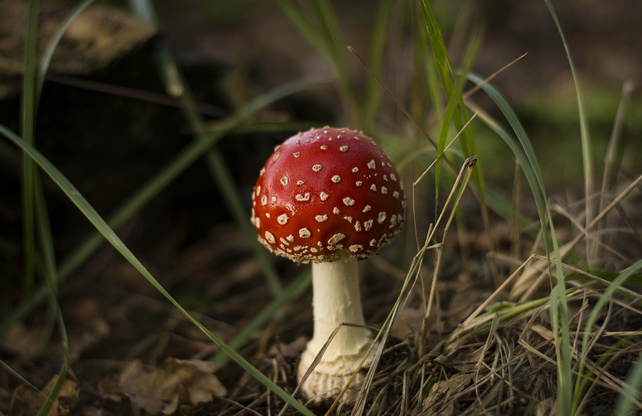 amanita  mushroom  forest free photo