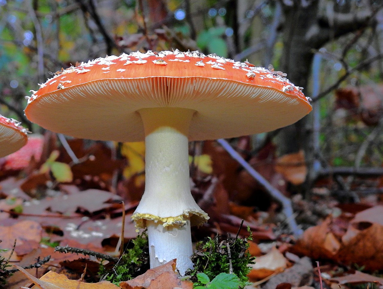 amanita  mushroom  red free photo