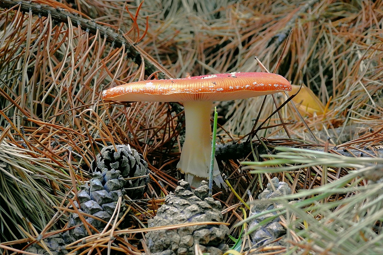 amanita  mushroom  cones free photo