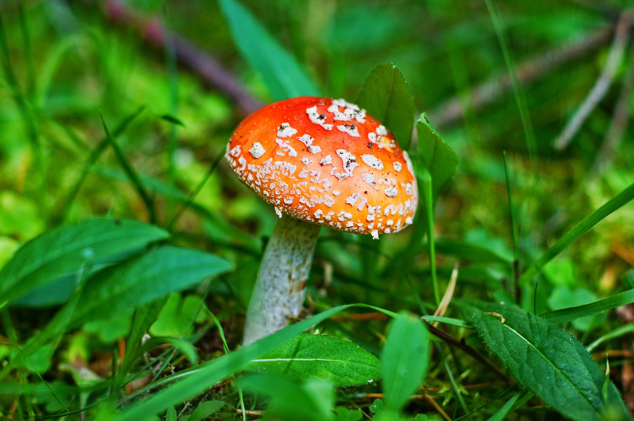amanita  mushroom  forest free photo