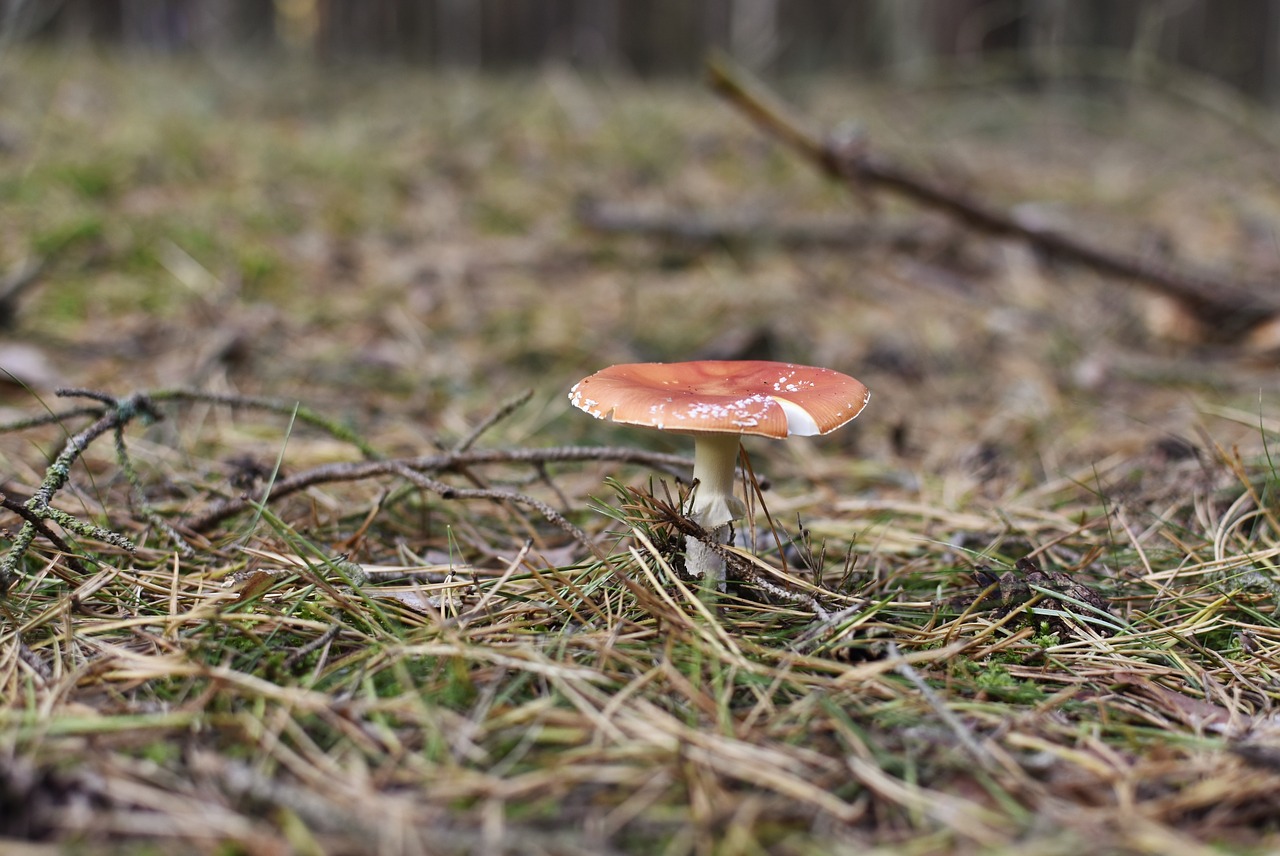 amanita  mushroom  red mushroom free photo