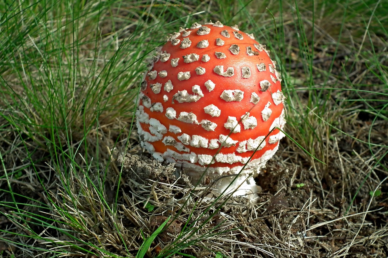 amanita  mushroom  poisonous free photo
